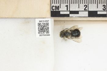 Media type: image;   Entomology 793380 Aspect: Labels